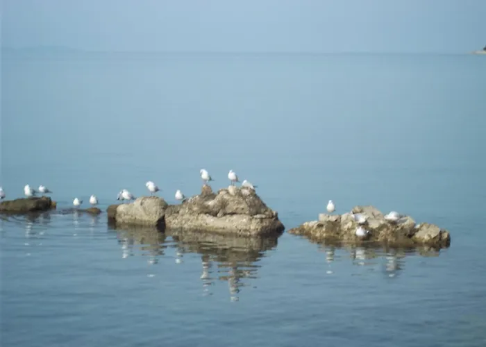 Апартаменты Branka *